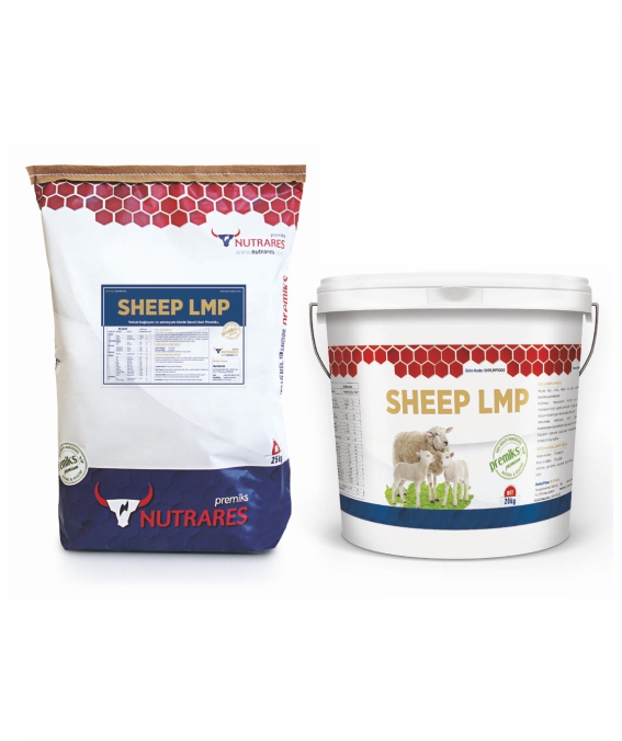 SHEEP LMP